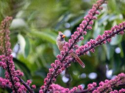 The Best Sailing Route for Birdwatching in Florida