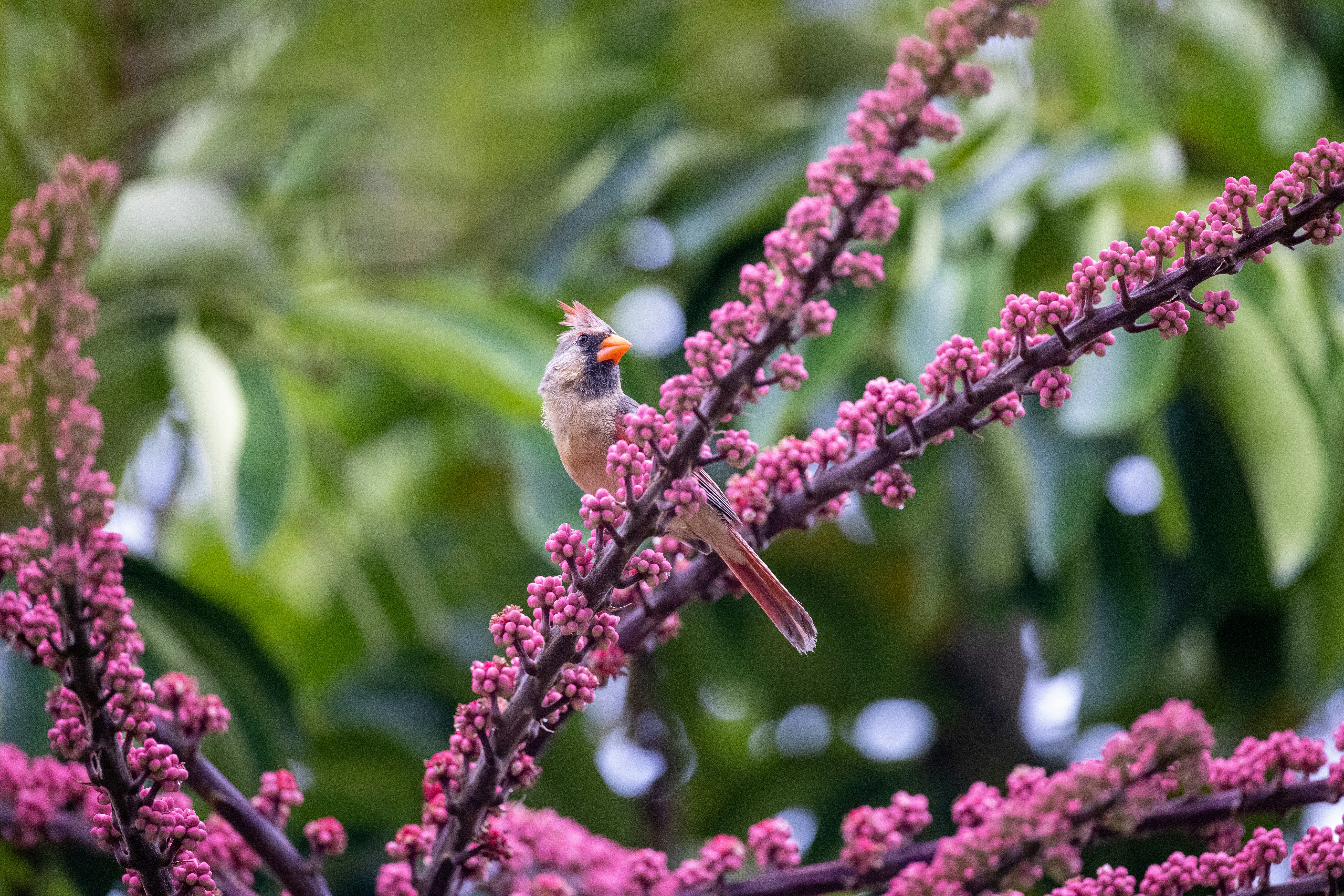 The Best Sailing Route for Birdwatching in Florida
